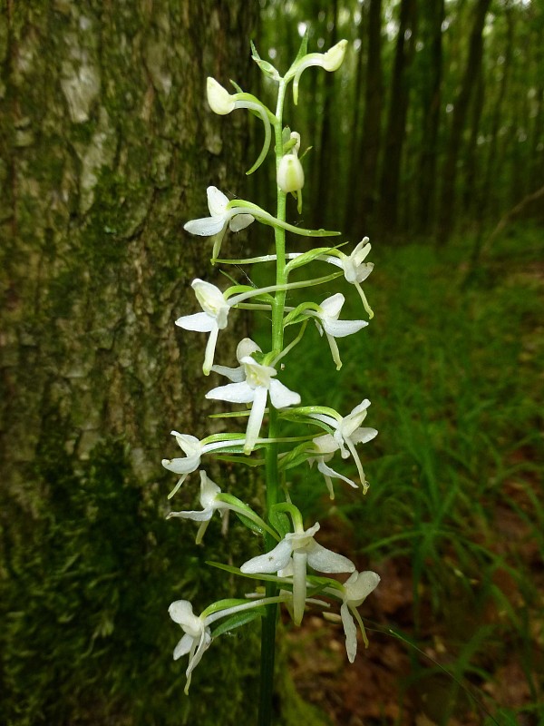 vemenník dvojlistý Platanthera bifolia (L.) Rich.