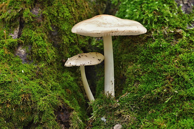 štítovka Pluteus sp.