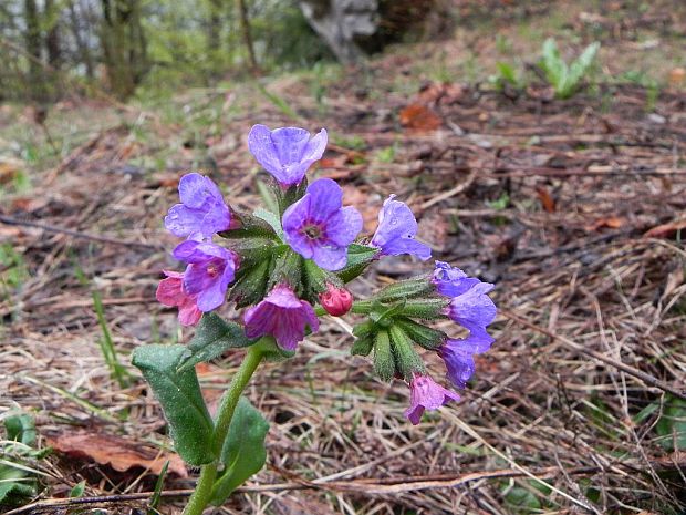 pľúcnik lekársky Pulmonaria officinalis L.