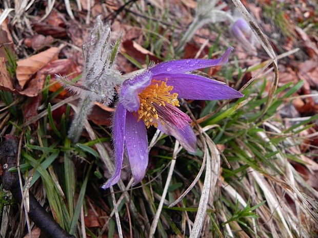 poniklec slovenský Pulsatilla slavica Reuss