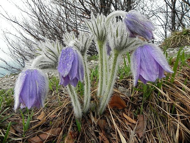 poniklec slovenský Pulsatilla slavica Reuss