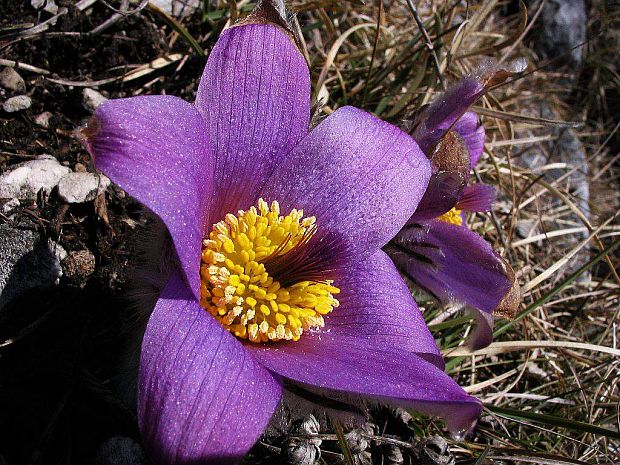 poniklec slovenský Pulsatilla slavica Reuss