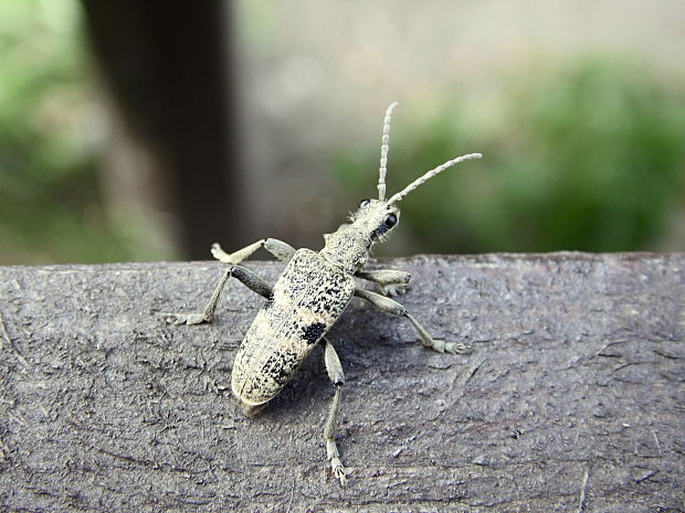 fuzáč  Rhagium mordax