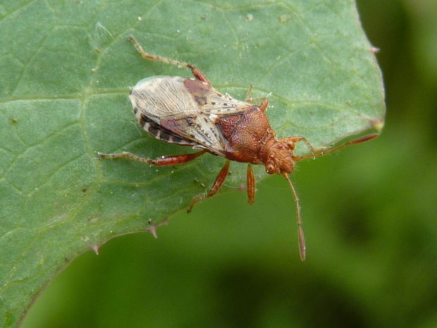 obrůbnica burinová  Rhopalus subrufus