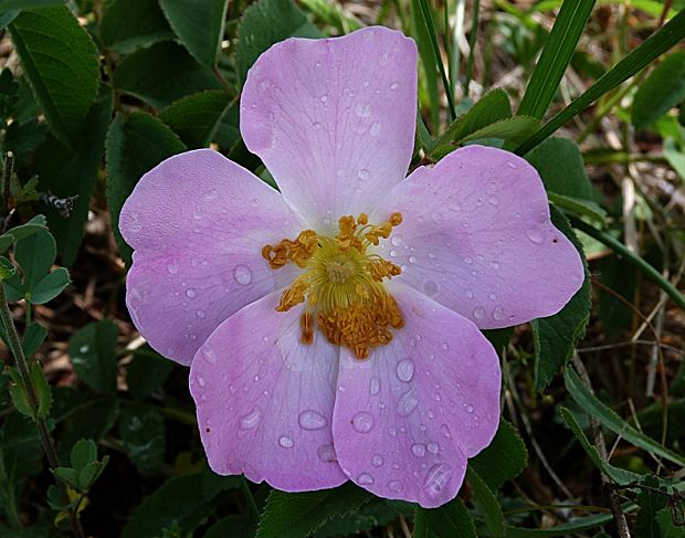 ruža šípová Rosa canina L.