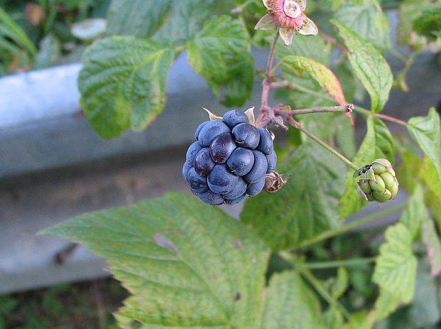 ostružina ožinová Rubus caesius L.