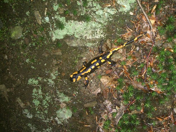 salamandra skvrnita Salamandra salamandra