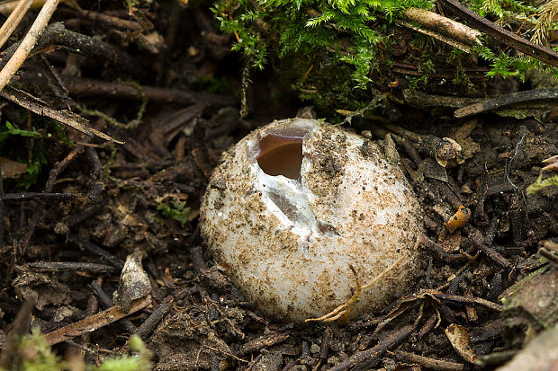 tulipánovka fialová Sarcosphaera coronaria (Jacq.) J. Schröt.