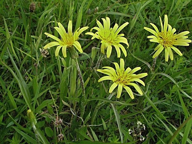 hadomor nízky Scorzonera humilis L.