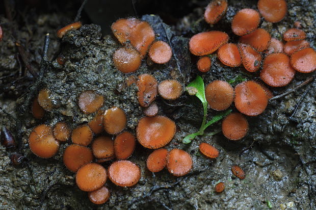 štítovnička Scutellinia sp.