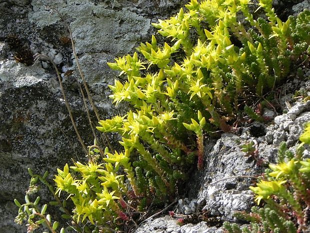 rozchodník prudký Sedum acre L.