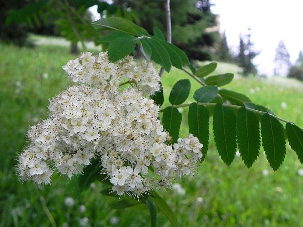 jarabina vtáčia Sorbus aucuparia L.