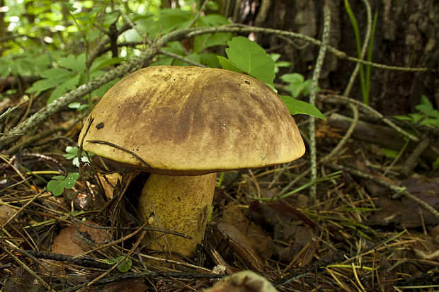 hríb zrnitohlúbikový Sutorius luridiformis (Rostk.) G. Wu & Zhu L. Yang