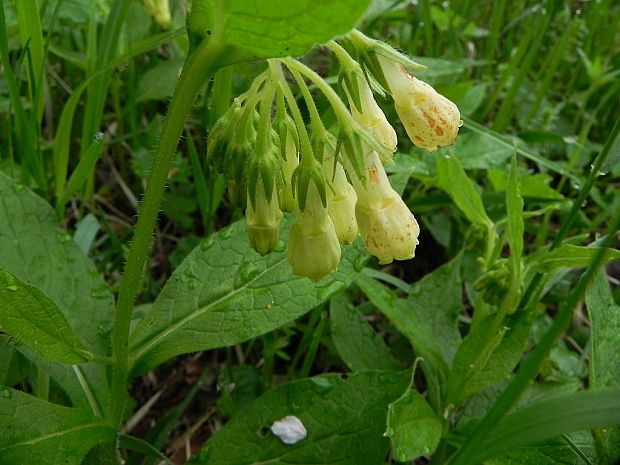 kostihoj hľuznatý Symphytum tuberosum L.