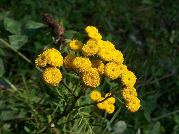 vratič obyčajný Tanacetum vulgare L.