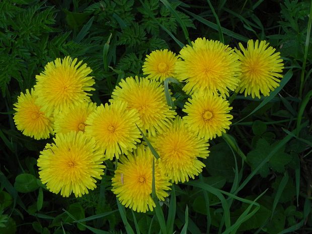 púpava lekárska Taraxacum officinale (L.) Weber ex F.H.Wigg