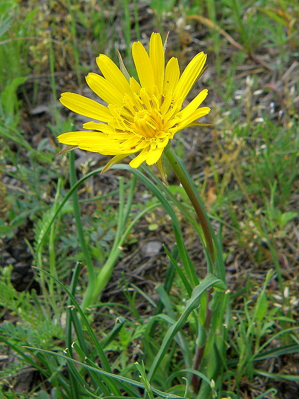 kozobrada lúčna Tragopogon pratensis L.