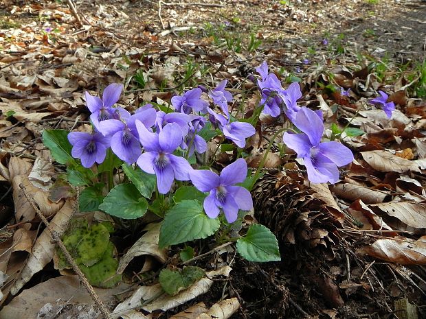 fialka lesná Viola reichenbachiana Jord. ex Boreau