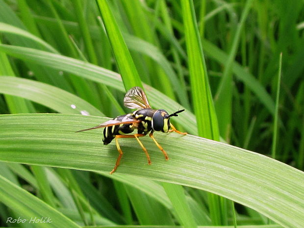 pestrica? Xanthogramma sp.