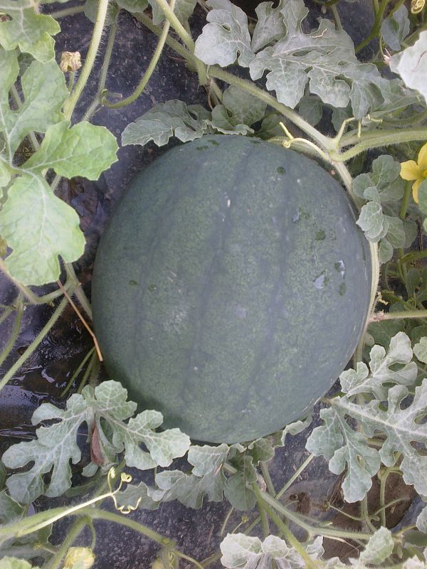 melon