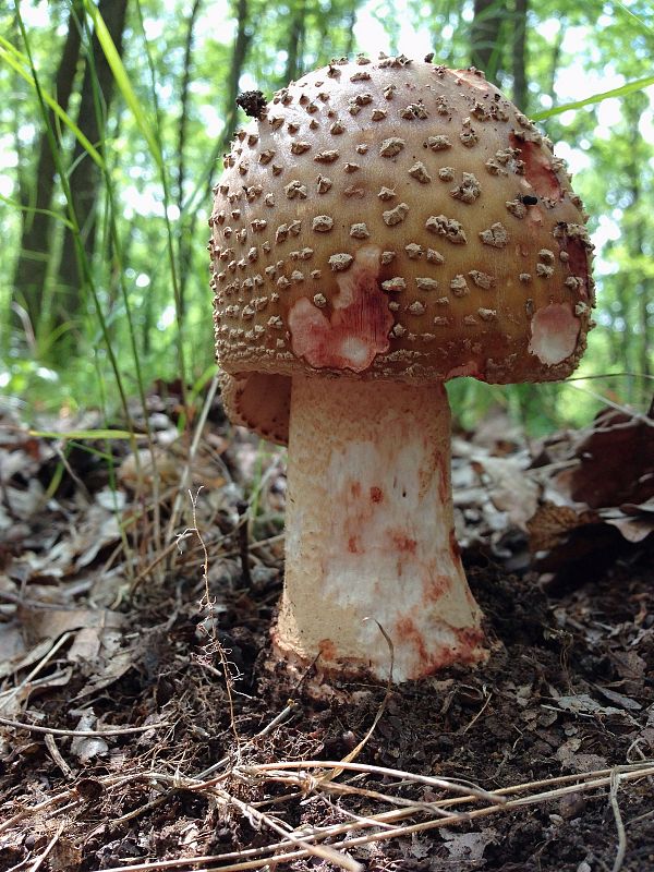 muchotrávka červenkastá Amanita rubescens Pers.