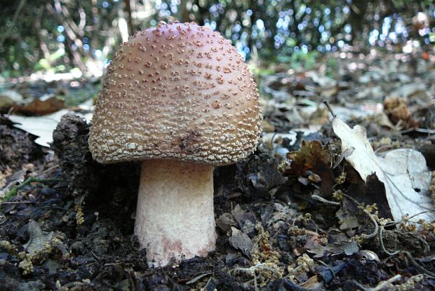 muchotrávka červenkastá Amanita rubescens Pers.