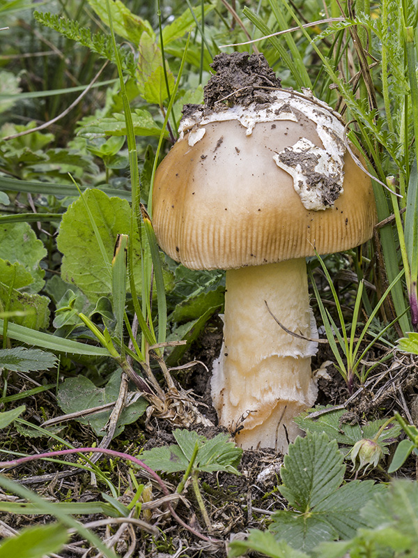 muchotrávka Amanita sp.