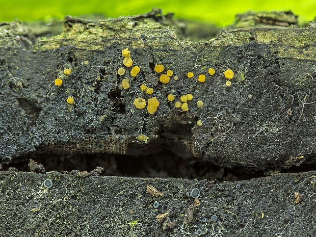 tyčkovka žltá Bactridium flavum Kunze