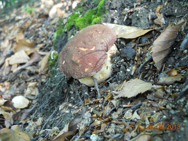 hríb sosnový Boletus pinophilus Pil. et Dermek in Pil.