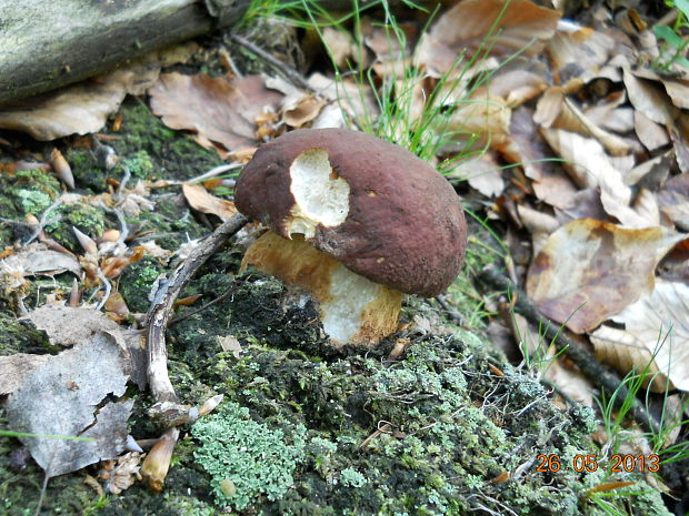 hríb sosnový Boletus pinophilus Pil. et Dermek in Pil.