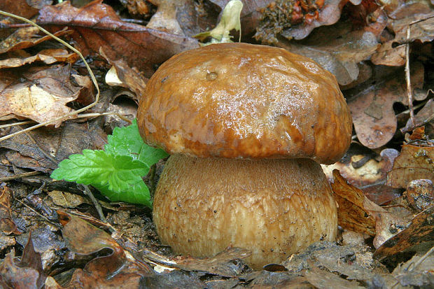 hríb dubový Boletus reticulatus Schaeff.