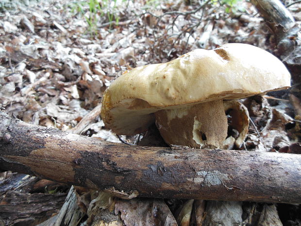 hríb dubový Boletus reticulatus Schaeff.