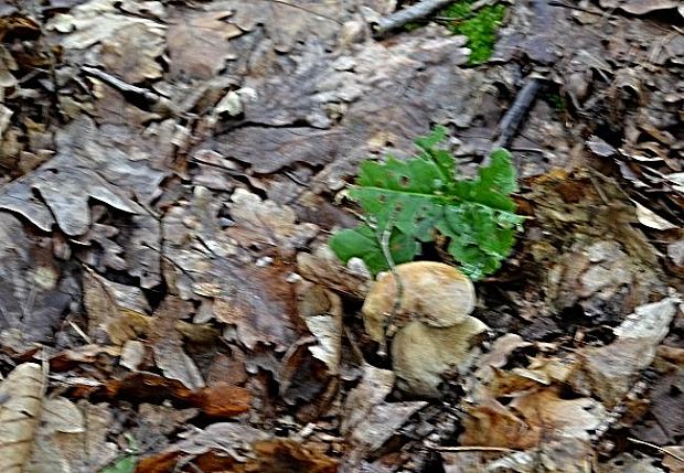 hríb dubový Boletus reticulatus Schaeff.