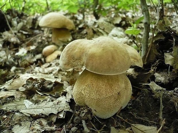 hríb dubový Boletus reticulatus Schaeff.