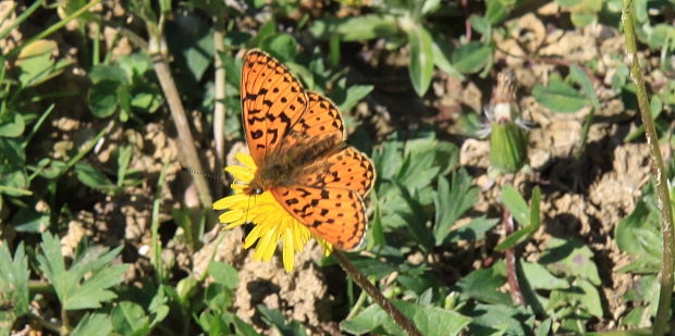 perlovec jahodníkový / perleťovec fialkový Boloria euphrosyne Linnaeus, 1758