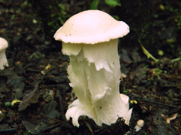 čírovnica májová Calocybe gambosa (Fr.) Donk