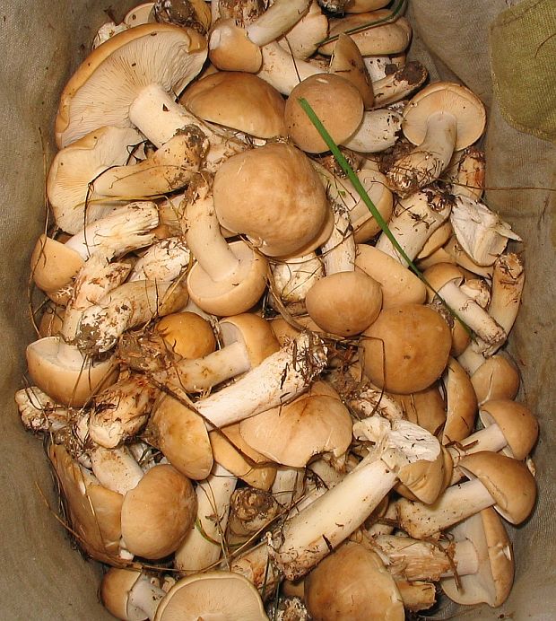 čírovnica májová Calocybe gambosa (Fr.) Donk