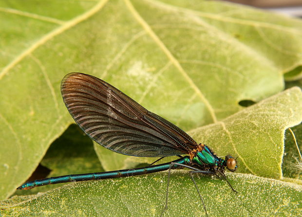 hadovka obyčajná Calopteryx virgo