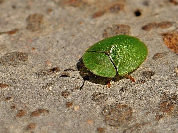 štítnatec zelený Cassida viridis