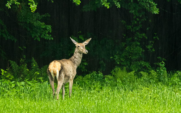 laň lesná Cervus elaphus