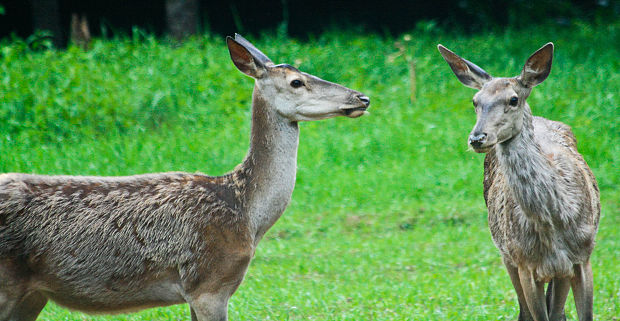 laň lesná Cervus elaphus