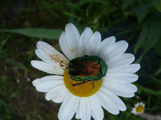 zlatoň obyčajný Cetonia aurata