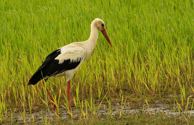 bocian biely Ciconia ciconia