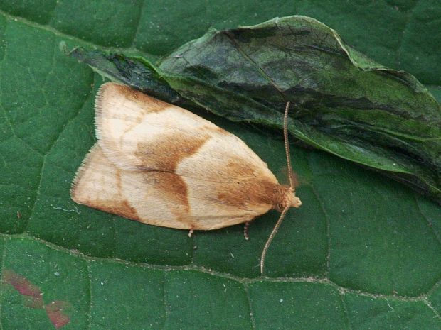 obaľovač lastovičníkový Clepsis rurinana