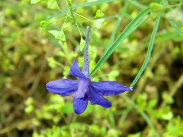 ostrôžka poľná Consolida regalis Gray