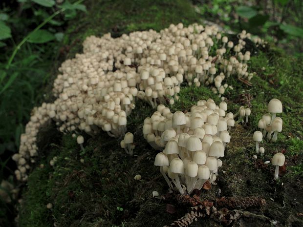 hnojník rozsiaty Coprinellus disseminatus (Pers.) J.E. Lange