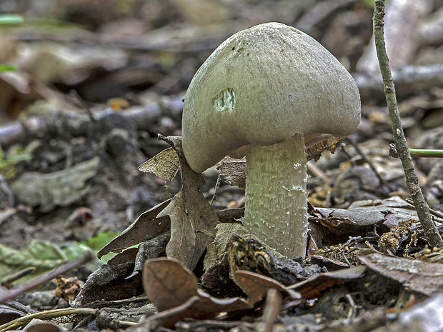 hodvábnica Entoloma sp.