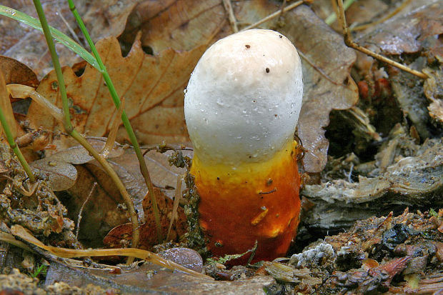 lesklokôrovka obyčajná Ganoderma lucidum (Curtis) P. Karst.