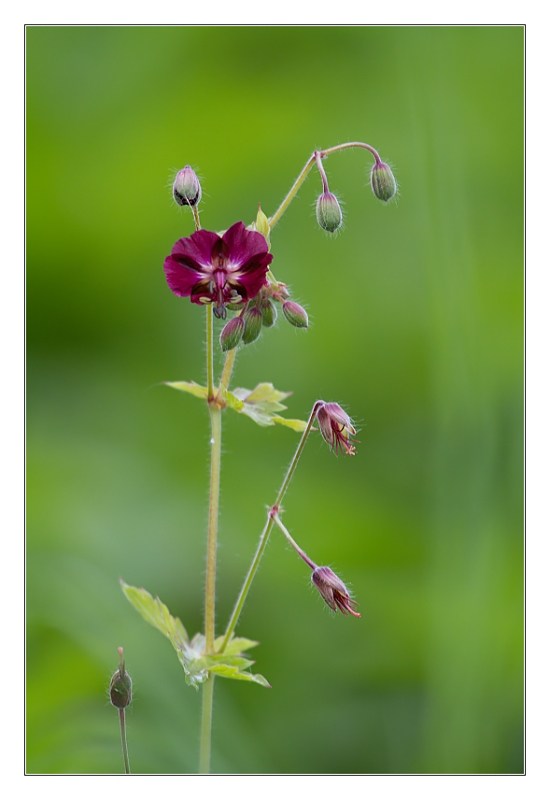 pakost hnedočervený Geranium phaeum L.