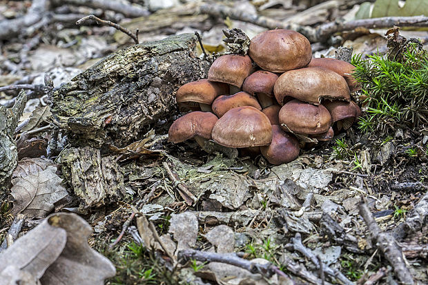 peniazovka vretenovitohlúbiková Gymnopus fusipes (Bull.) Gray